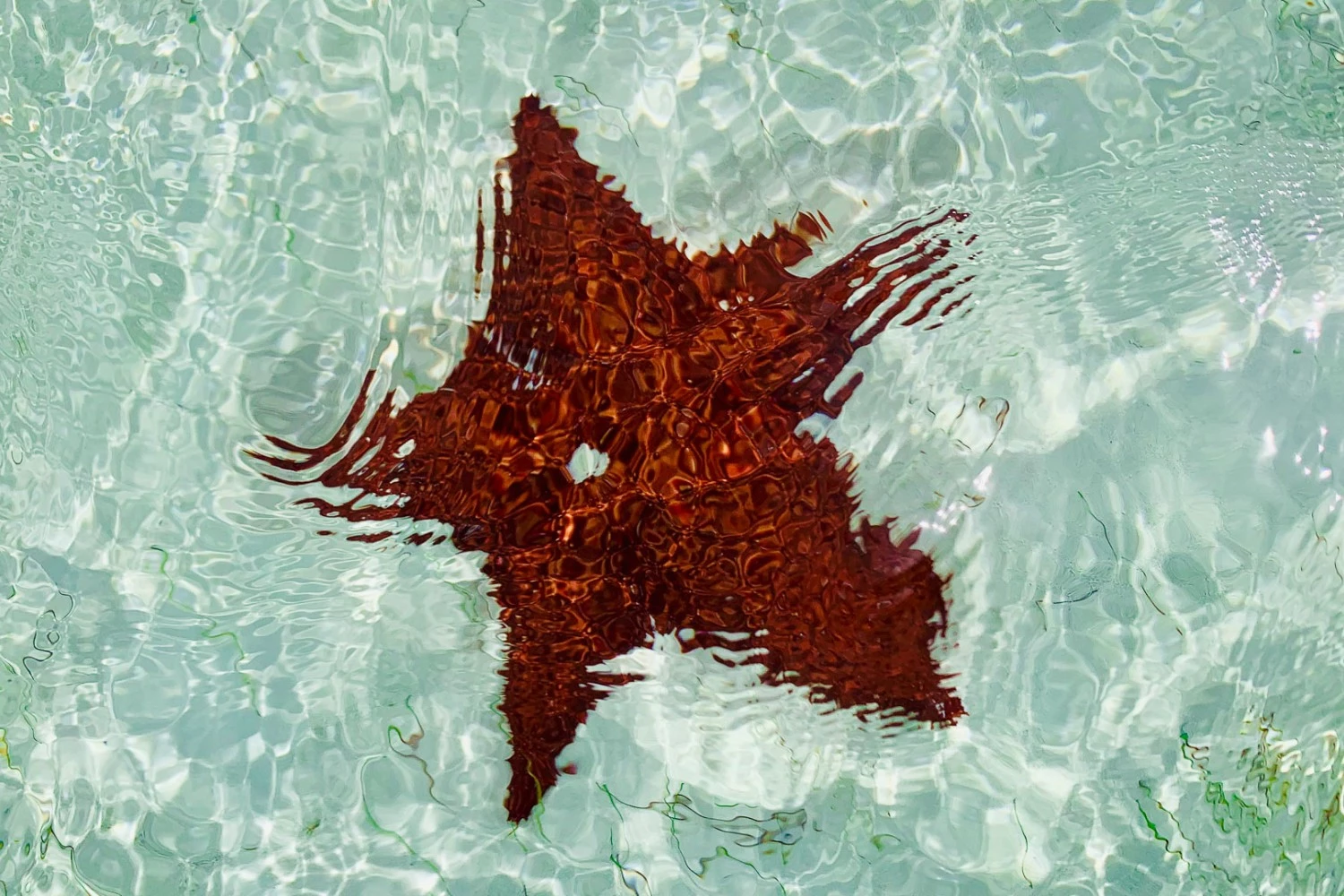 a starfish in the water