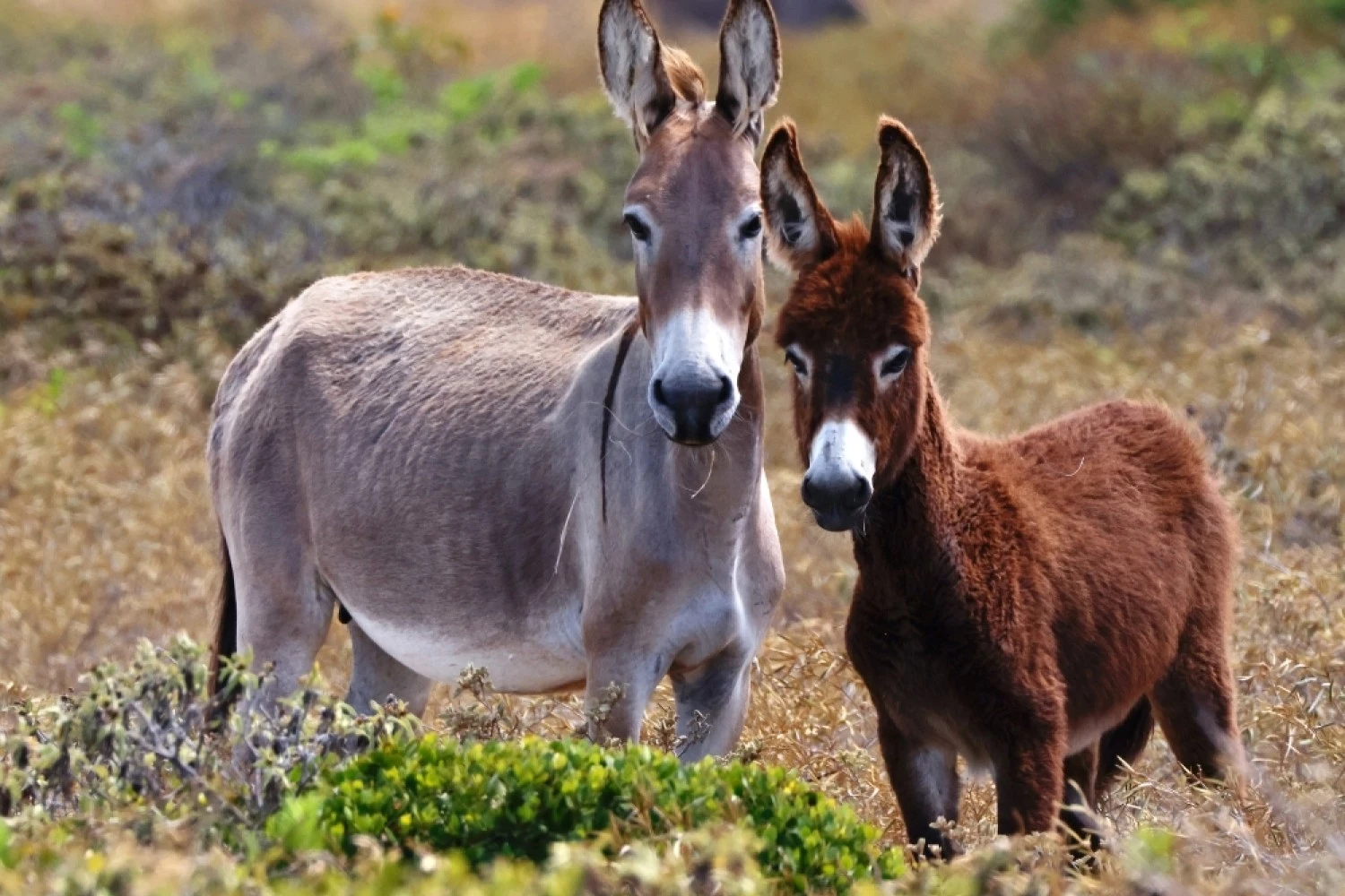 two donkeys standing in a field