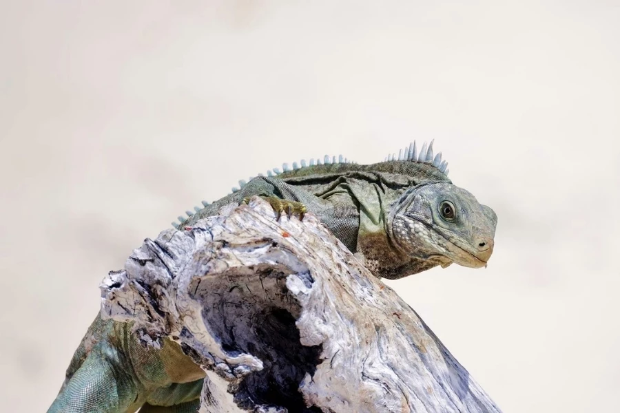 a lizard on a log