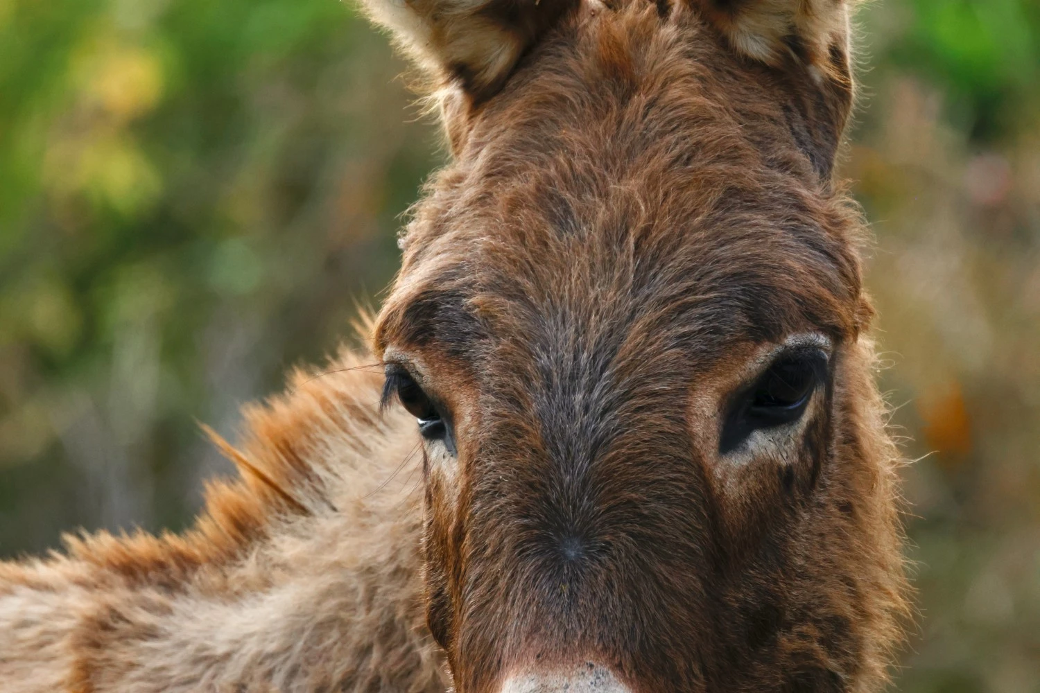 DONKEY