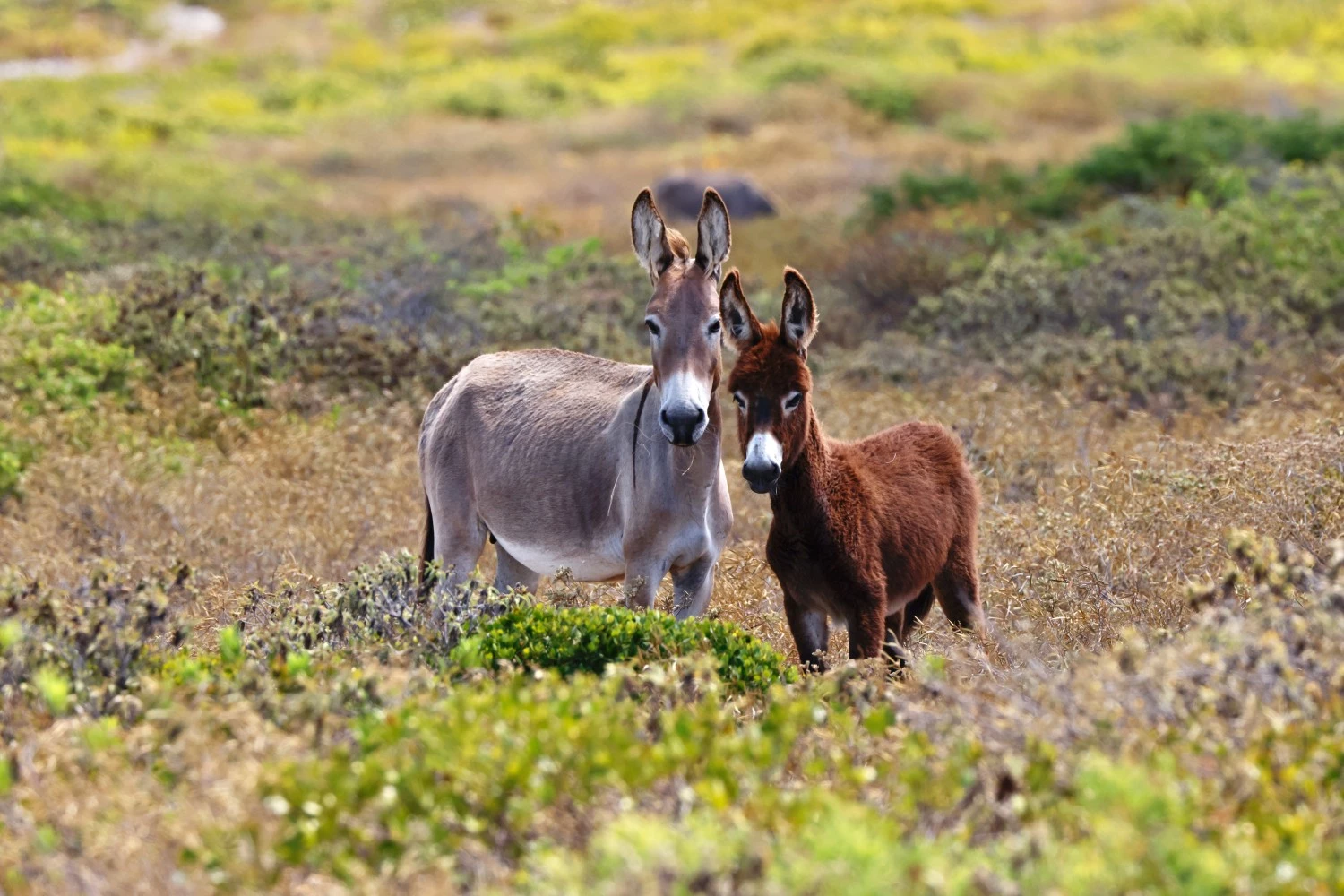 a donkey and a baby donkey