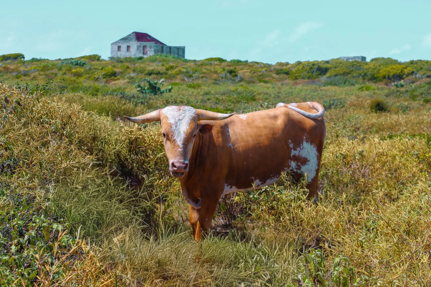 a cow standing by highland house
