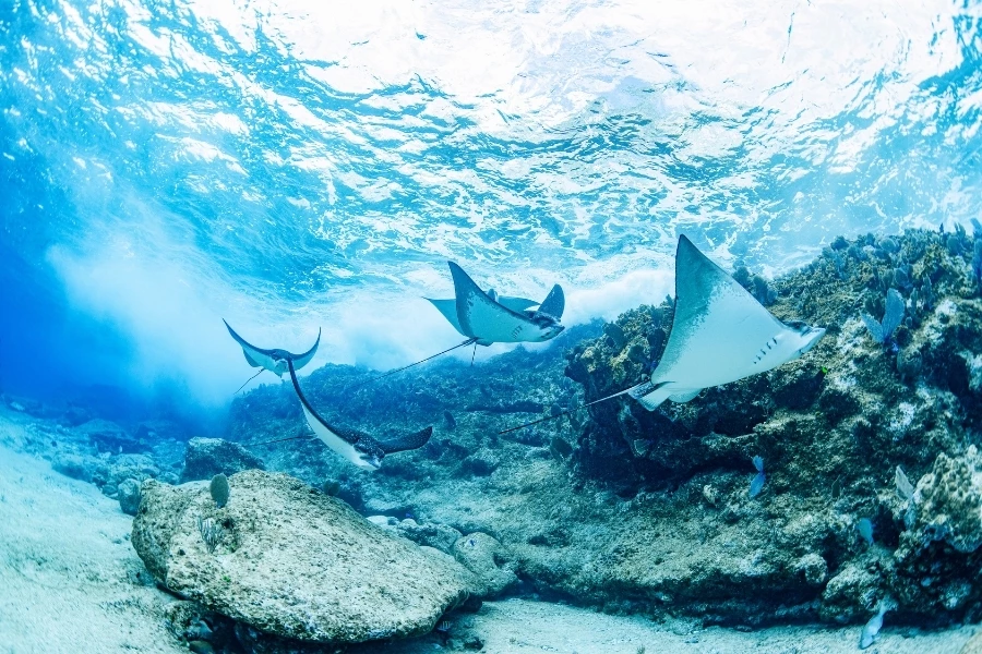 a group of stingrays swimming under water