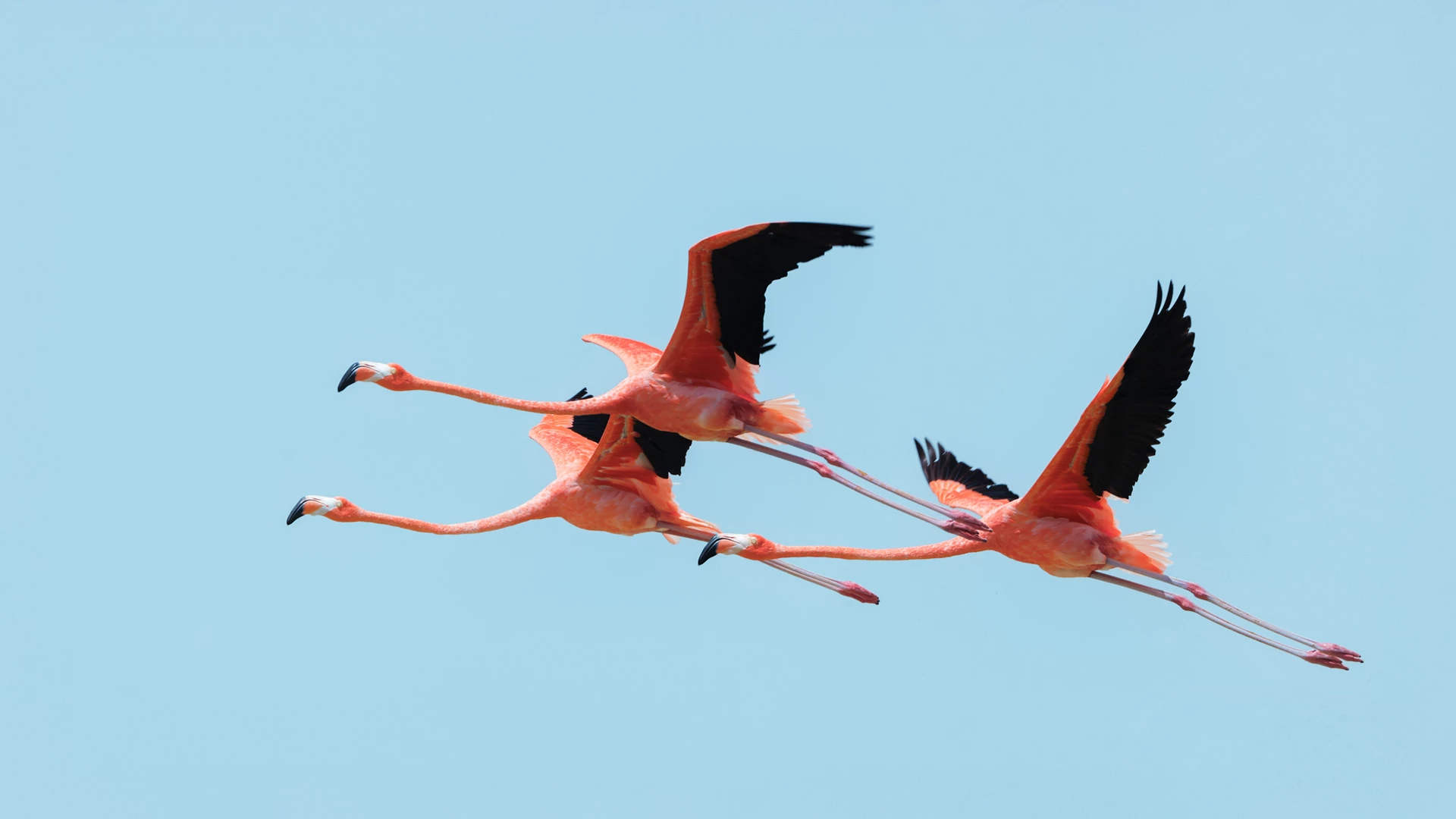 a group of flamingos flying in the sky