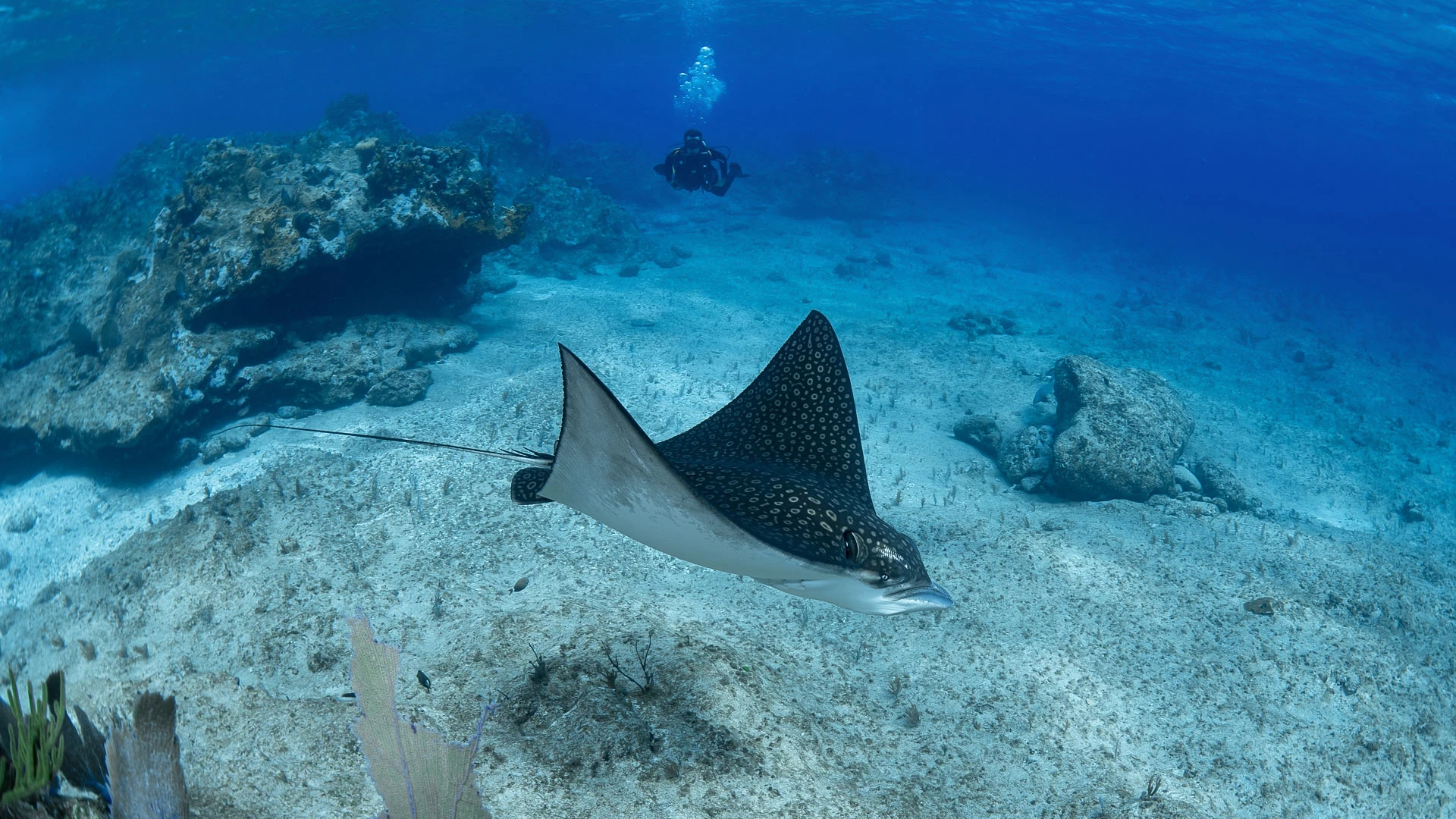a spotted eagle ray gliding over the sea floor