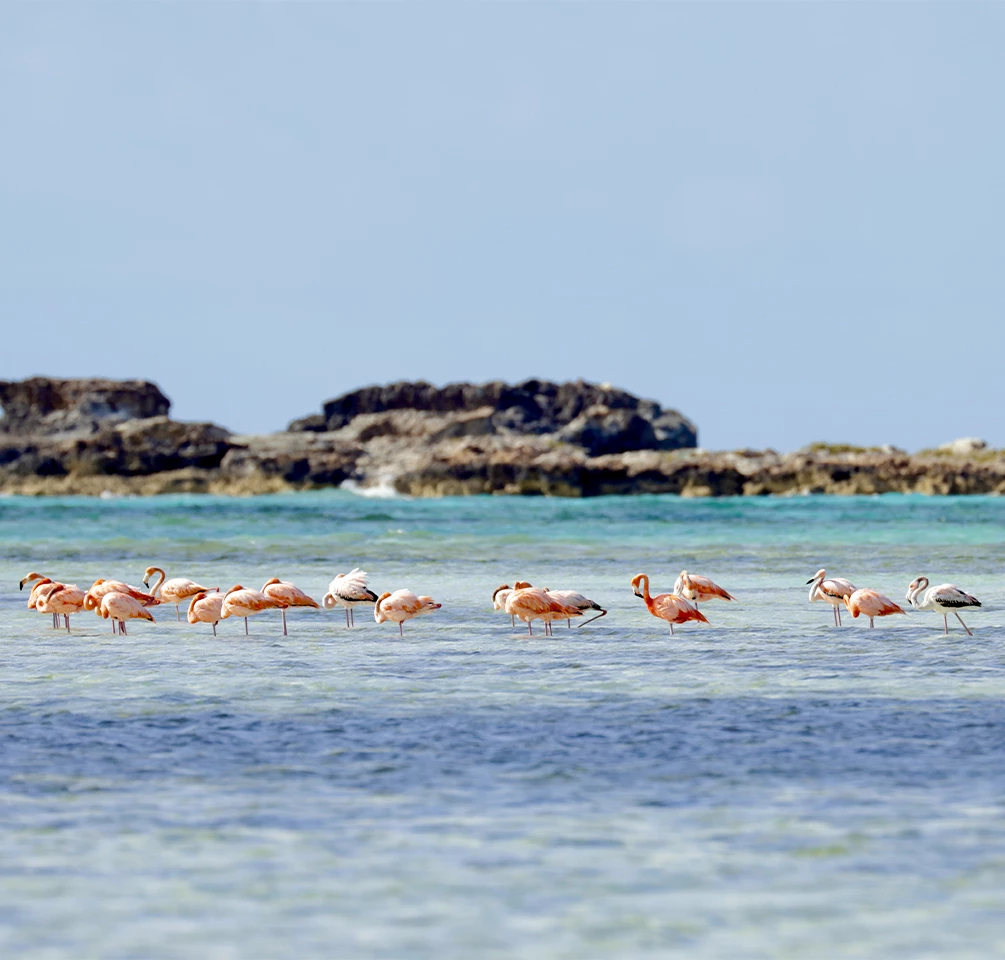 a group of flamingos in the water