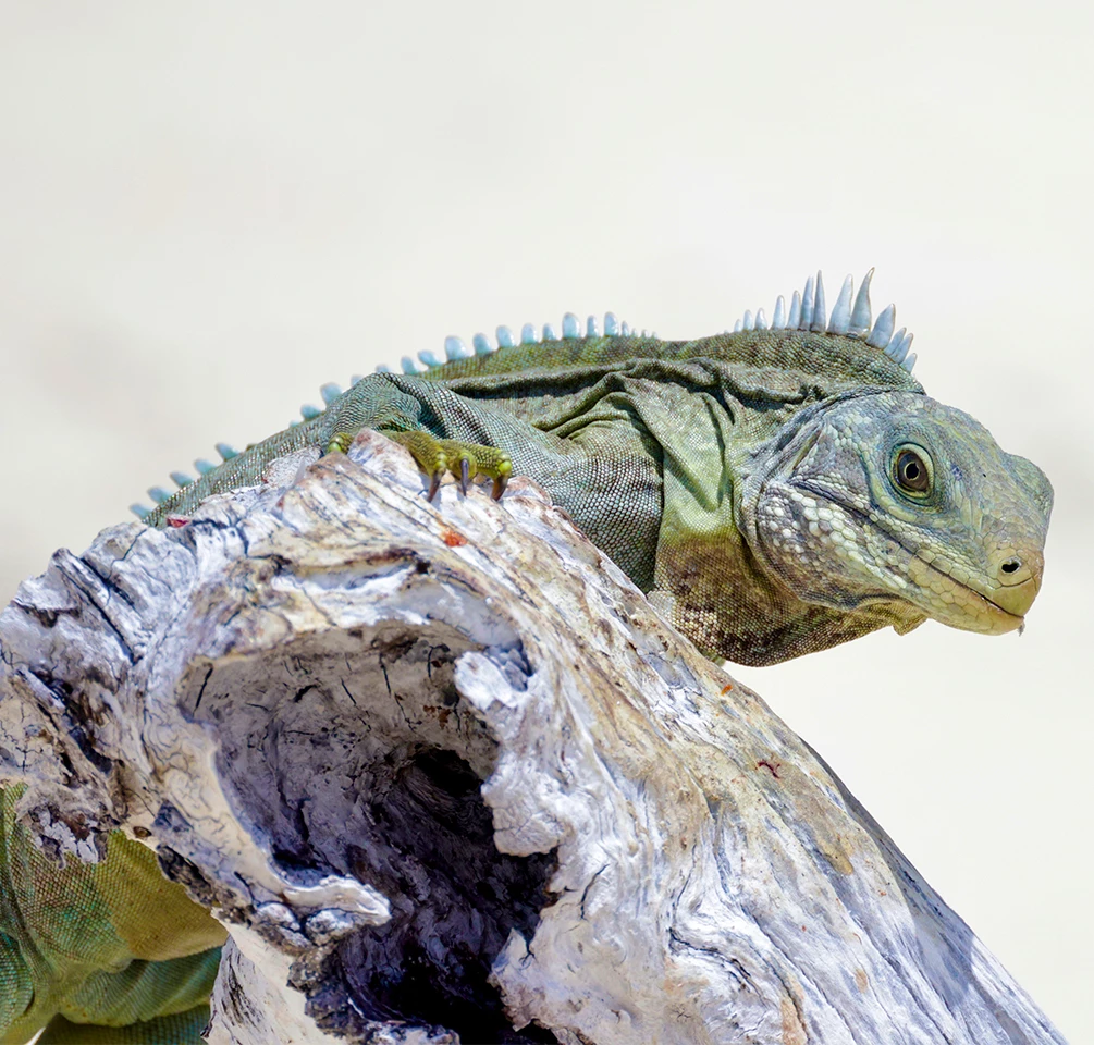 a lizard on a log