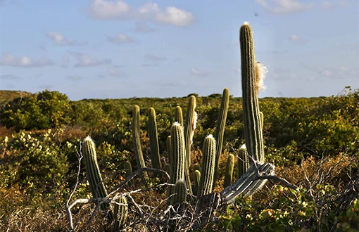 a group of cactus in a field