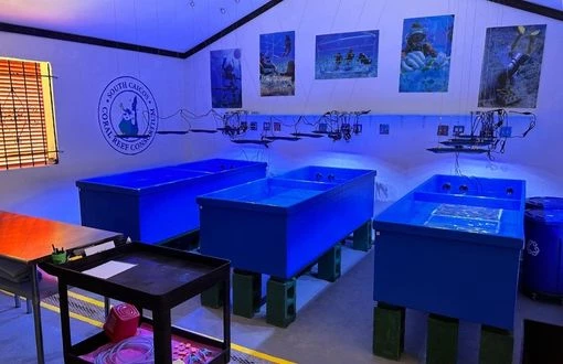 scientists working in the coral lab
