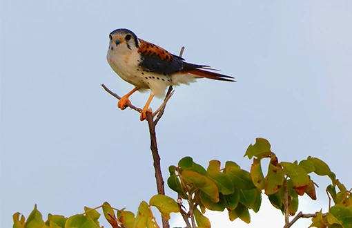 a bird perched on a branch