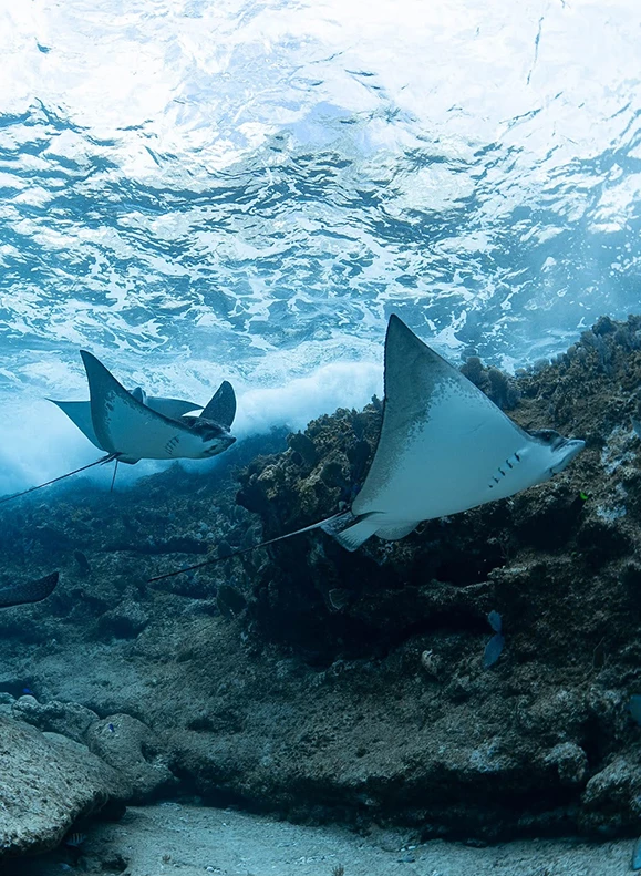 a group of stingrays swimming under water