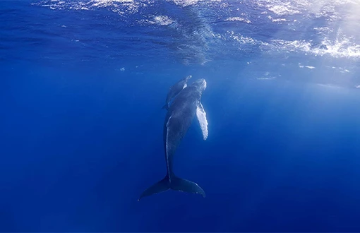 a whale swimming in the water
