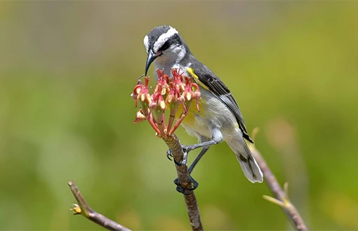 a bird on a branch