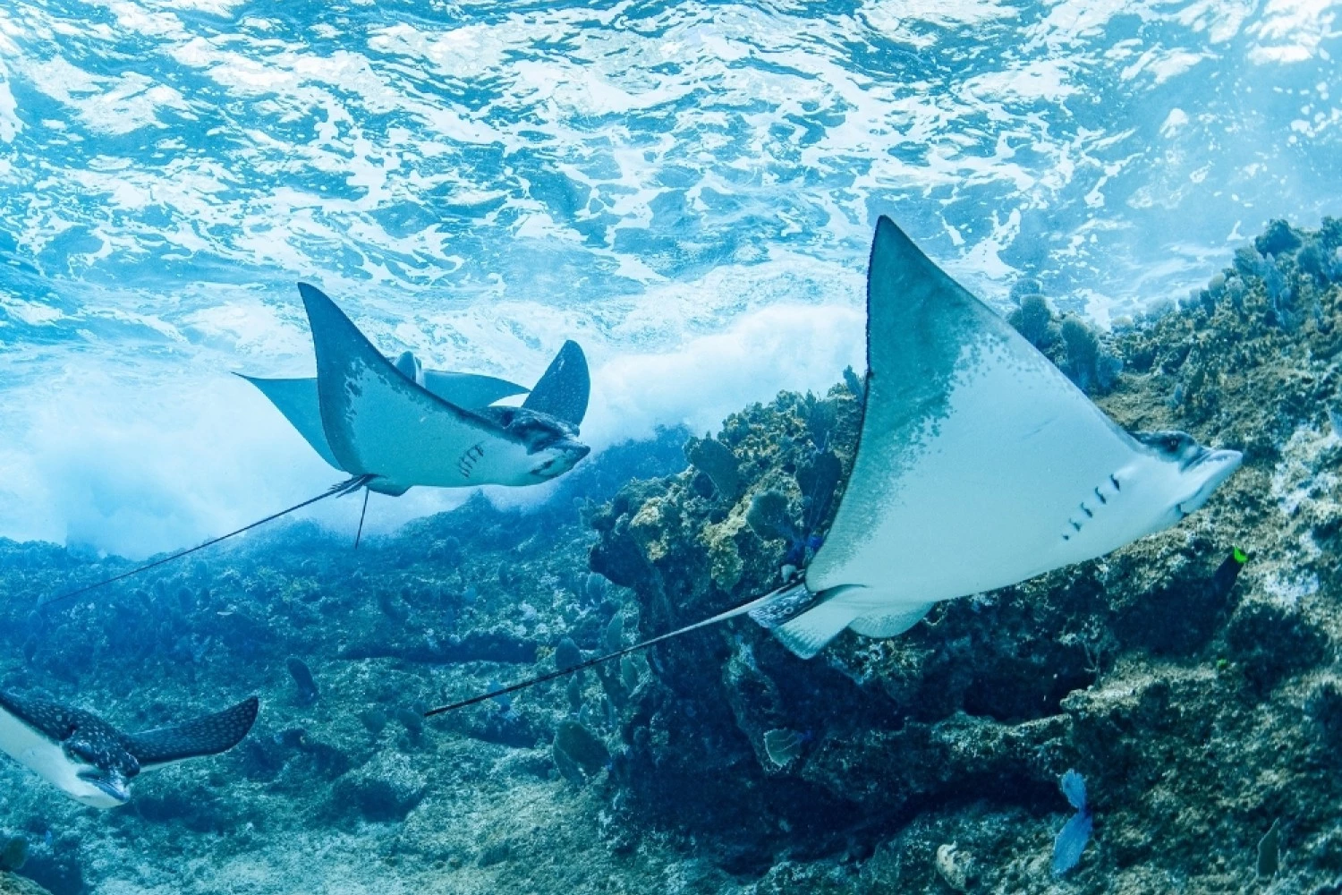 a group of stingrays swimming under water